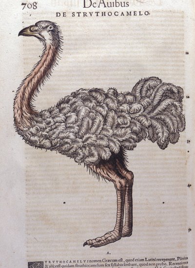 ダチョウ-Konrad Gesner著『Historiae animalium』（Tiguri）より 作： Unknown artist