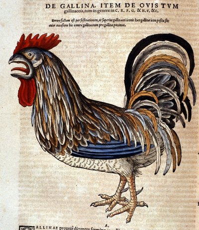 Conrad GesnerによるHistoria Animaliumの後の雄鶏、Tiguri 1560年。Biblioteca nazionale Braidense.ミラノ 作： Unknown artist