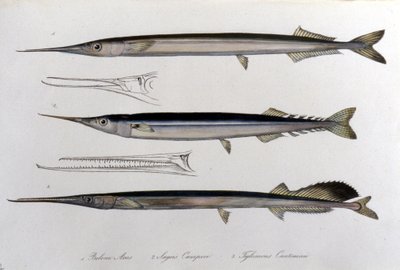 海の針です。博物図譜。19世紀のもの。 作： Unknown artist