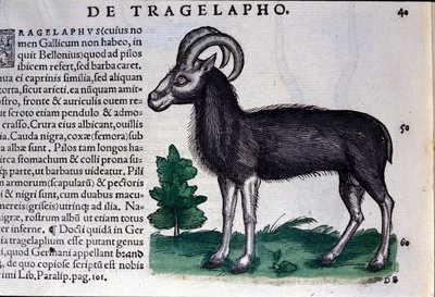 コンラッド・ゲスナー（1516-1565）の『Historia Animalium』に登場する羊、Tiguri 作： Unknown artist