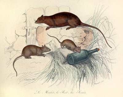 リンネ命名法とキュヴィエによって分類されたマウス、ラット、モグラの3種類の動物（エングレーヴィング） 作： Unknown artist