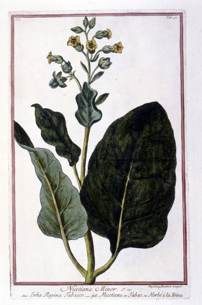 タバコ植物（Nicotiana Minor）。18世紀のハーバリウムの植物板。 作： Unknown artist