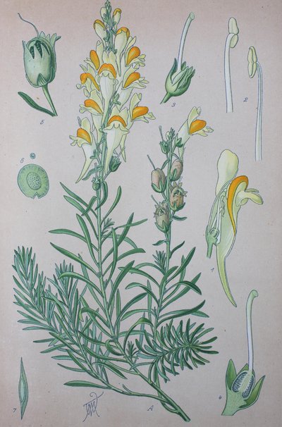 真のヒノキ (Linaria)、属の植物種、ヒノキガエル、ヒノキガエル 作： Unknown artist
