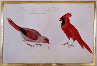 2羽の枢機卿の鳥、インドの赤いスズメ。18世紀の鳥類学的ボード。パリ、B.N. 作： Unknown artist