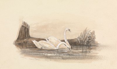 湖の 2 羽の白鳥 作： Unknown artist