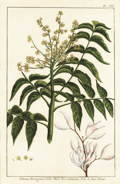 ニスの木（Ailanthus altissima）、ロウの木（Rhus succedanea）。 作： Unknown artist
