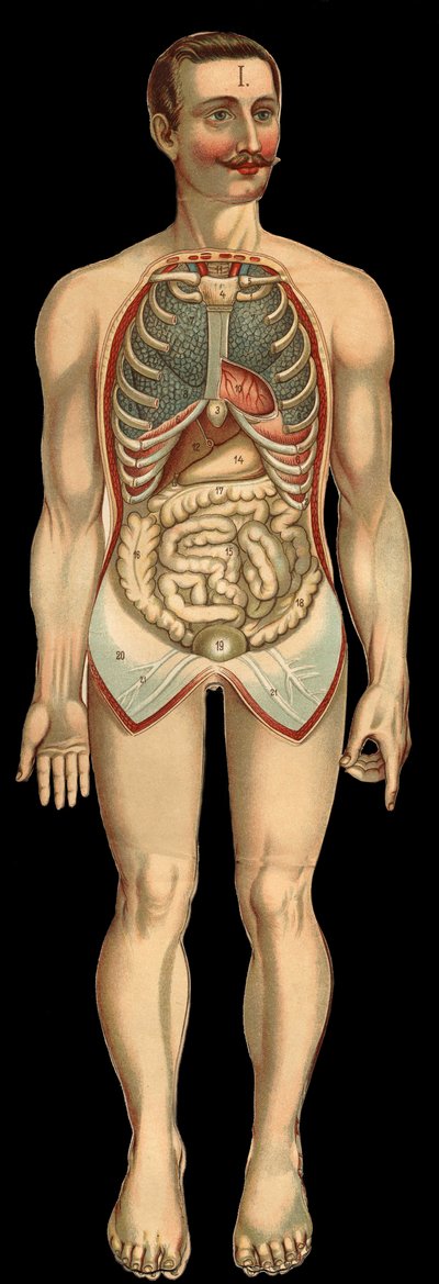 肋骨と腹囲を切除した後の胸腔と腹腔を正面から見た図。(グレイル腸、胃など) 作： Unknown artist