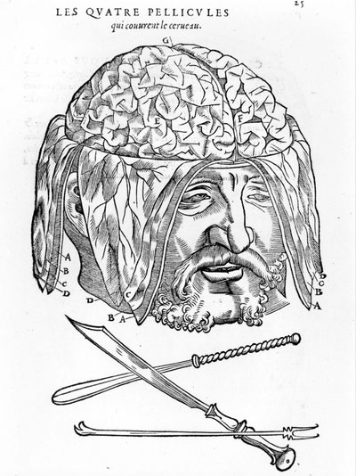 ウォルター・ヘルマン・リフ：人体のすべての部分の解剖学的記述：脳。1545年パリ 作： Unknown artist