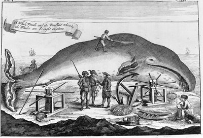 捕鯨：陸地でマッコウクジラを洗浄中...18世紀初頭の書籍に掲載されていた図版の一部 作： Unknown artist