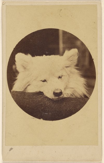 [クッションにあごを乗せた白い犬] 作： Unknown artist