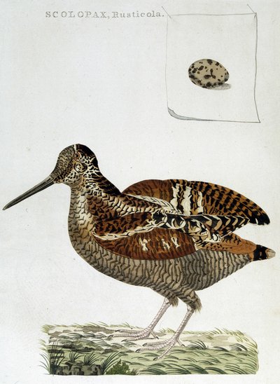 ウッドコートと卵（scolopax rusticola） - エングレービング 作： Unknown artist