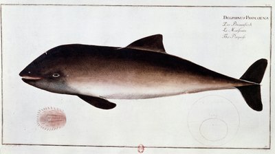 動物学：水棲哺乳類のイルカを表す板。B.N.パリの18世紀初頭の版画 作： Unknown artist