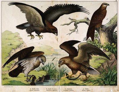 a:ロイヤルイーグル（Aquila chrysaëtos）、b：シーイーグル（Haliaëtus albicilla）、c:サーカエテ、ジョン・ザ・ホワイト（Circaëtus gallicus）、d:ミラン（Milvus regalis）......Hoepli編『鳥類の自然史』（ミラノ）所収 作： Unknown artist