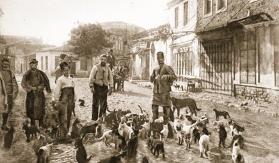 無害で必要な猫」に対するトルコ人の優しさ：砲撃後のチャナックでホームレスの小娘に餌を与える（『イラストレイテッド・ウォー・ニュース』（リトグラフ）より 作： Unknown photographer