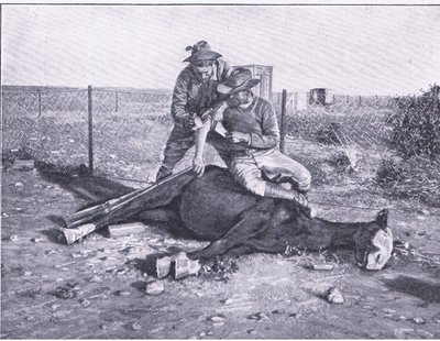 危うく逃げられるところだった。馬を撃たれて負傷したスカウト（Harmsworth Bros Limited出版のAfter Pretoria: The Guerilla Warより）。 作： Unknown photographer