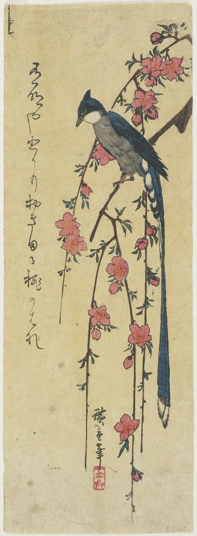 （垂れ桜のロングテールコック） 作： Utagawa Hiroshige