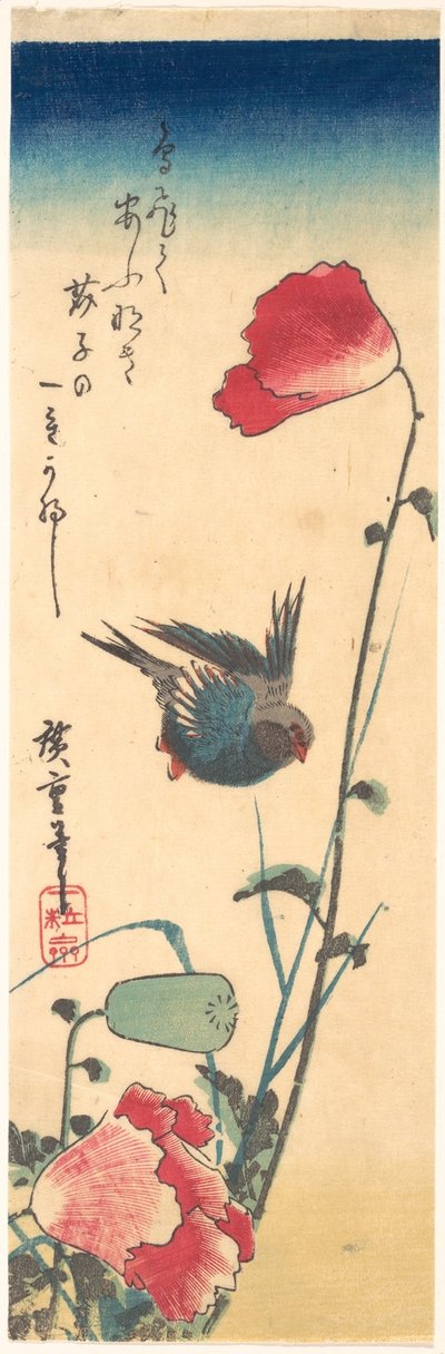 Ein Blaukehlchen und Mohnblumen 作： 歌川広重