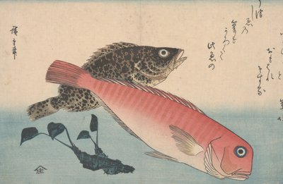 Amadai, Mebaru and Wasabi Root  作： Utagawa Hiroshige