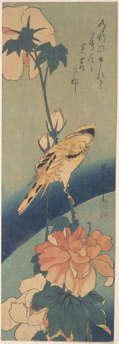 Schwarzrückenpirol auf einem Hibiskusstängel 作： 歌川広重