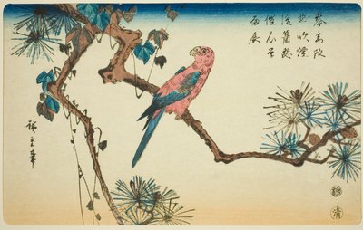 松の枝にコンゴウインコ 作： Utagawa Hiroshige