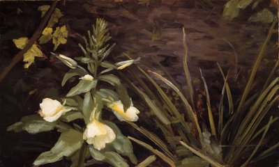 月見草の開花 作： Valdemar Schønheyder Møller