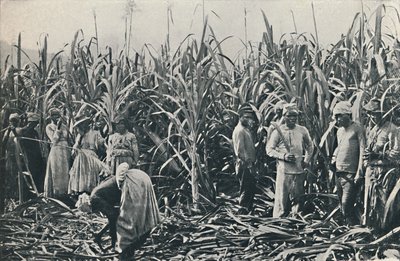 サトウキビのプランテーション、1916 作： Valentine and Sons Ltd