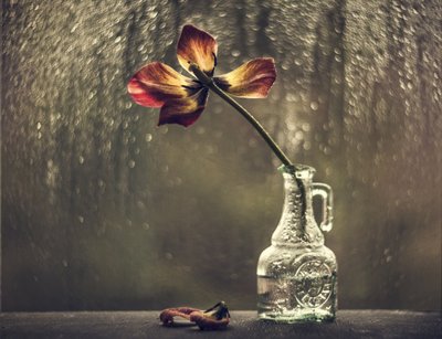 枯れたチューリップ　雨の降る窓 作： 