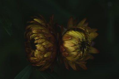 作： 