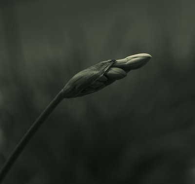 作： 