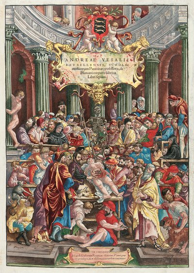 アンドレアスヴェサリウス（1514-64）によるヒューマンボディファブリックのフロントピース、1543年6月、バーゼルのジョンオポリン（カラー彫刻）から出版（233019も参照） 作： Venetian School
