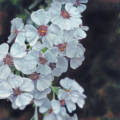露に濡れた白い花 作： Viccy Wanliss