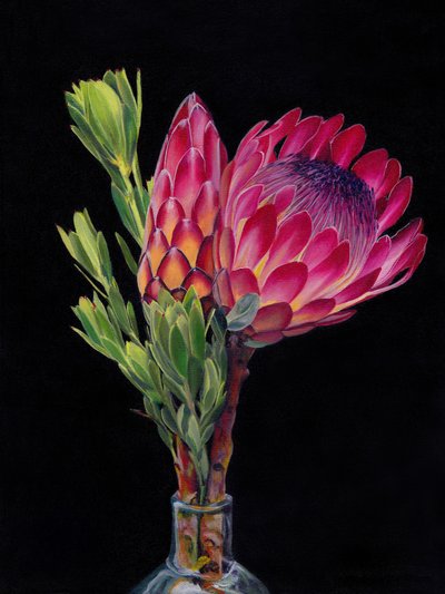 鮮やかなプロテアの花 作： Viccy Wanliss