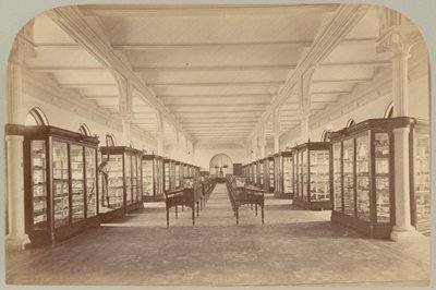 Pl。 V. 上層階: 化石 作： Victor Prevost, Gaston L. Feuardent and Co., New York