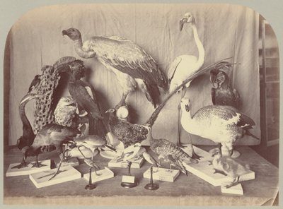 Pl。 XIII。 鳥 作： Victor Prevost, Gaston L. Feuardent and Co., New York
