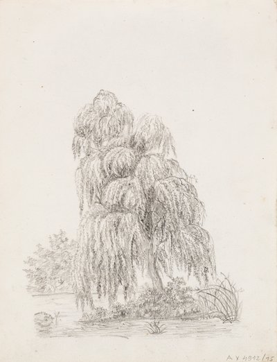 広葉樹 作： Victoria Åberg