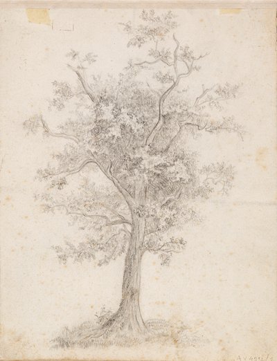 広葉樹 作： Victoria Åberg