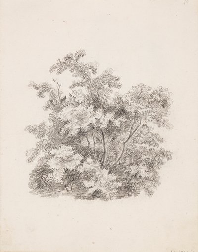 低木 作： Victoria Åberg