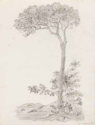 樹木 作： Victoria Åberg