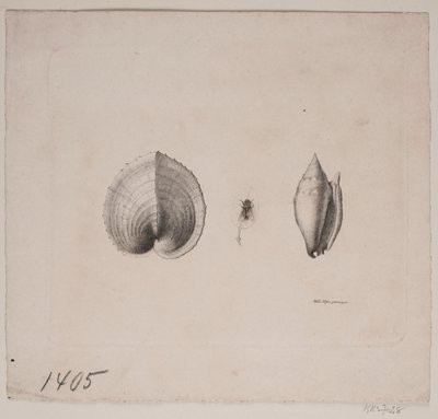 巻き貝 2 個とハエ 1 個 作： Vilhelm Kyhn