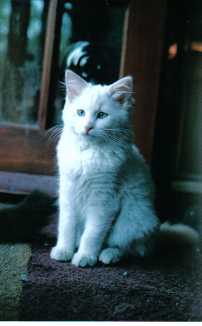 氷の子猫, 2006 作： Vincent Alexander Booth
