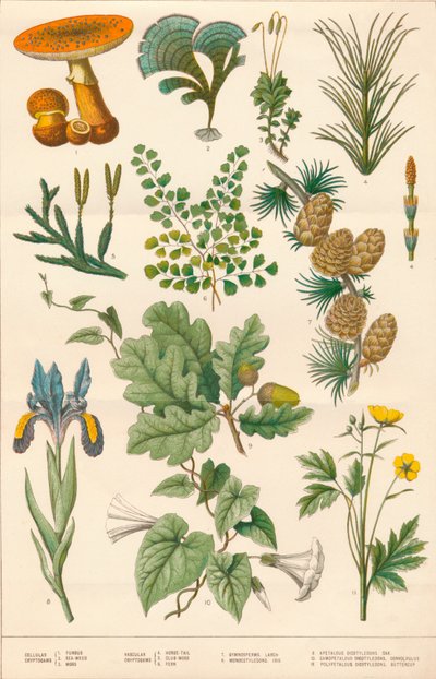 植物のイラスト、c1880s。 作： Vincent Brooks Day and Son