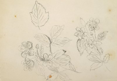 Recto：Flower Study、1869-1871 作： Vincent Colyer