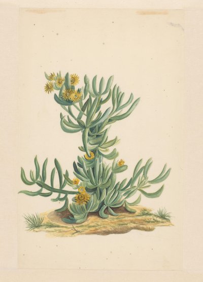 IJskruid (オブジェクトのタイトル) 作： Vincent Jansz. van der Vinne (attributed to)