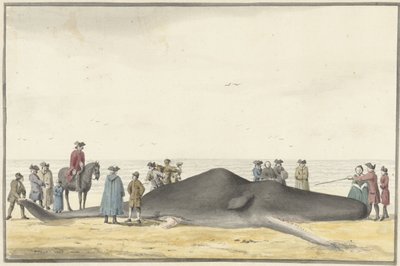 1762 年 2 月 20 日、ザントフォールトとワイク アーン ゼーの間の海岸に打ち上げられたマッコウクジラ (キャッシュロット)、正面から見た 作： Vincent Jansz. van der Vinne