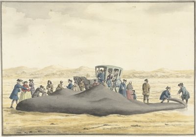 1762年2月20日、ザントフォールトとワイク・アーン・ゼーの間の浜辺に打ち上げられたマッコウクジラ、後ろから見た 作： Vincent Jansz. van der Vinne