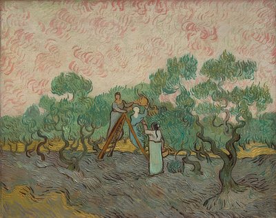 オリーブを収穫する女性。 1889 作： Vincent van Gogh