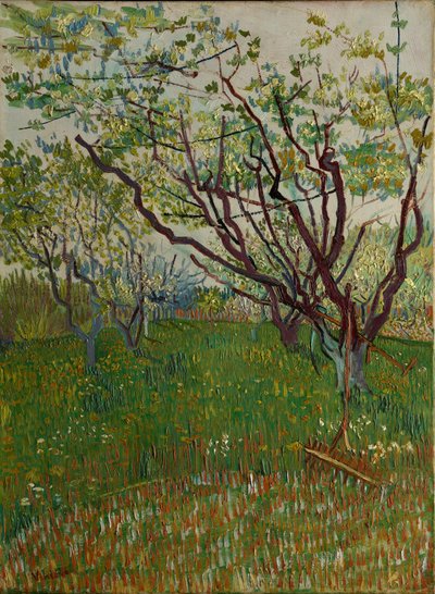 開花果樹園、1888年。 作： Vincent van Gogh