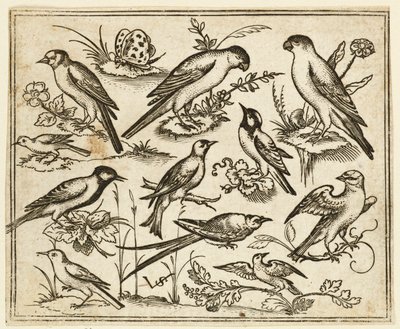 花のついた葉や小枝の上に座る11羽の鳥たち...、1557年。   作： Virgil Solis