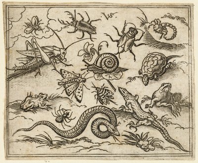 イグアナ、トカゲを含む、岩のある平地の昆虫と爬虫類のグループ., 1557. 作： Virgil Solis