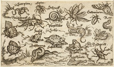 昆虫、爬虫類、カタツムリ、魚が最小限の地面に描かれ、前景に水があります..., 1572. 作： Virgil Solis